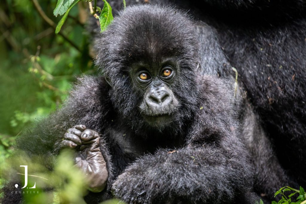 Gorilla trekking Rwanda photography