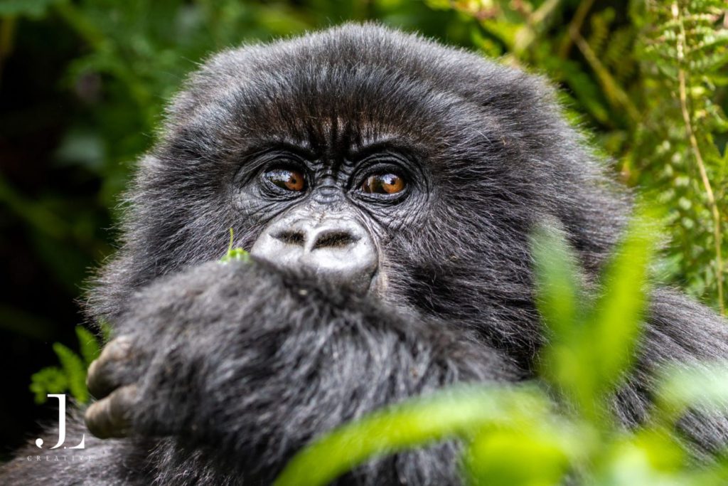 Gorilla trekking Rwanda photography