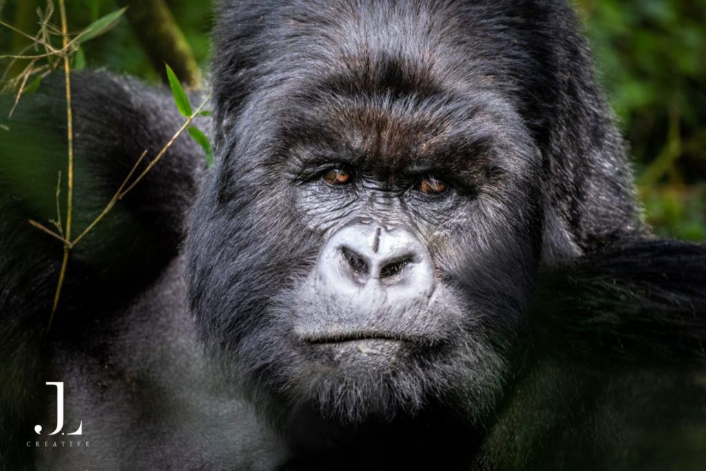 Gorilla trekking Rwanda photography