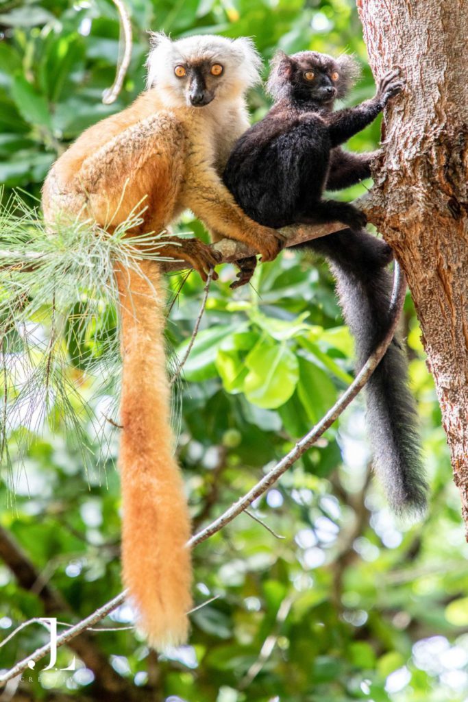 Wildlife travel photography