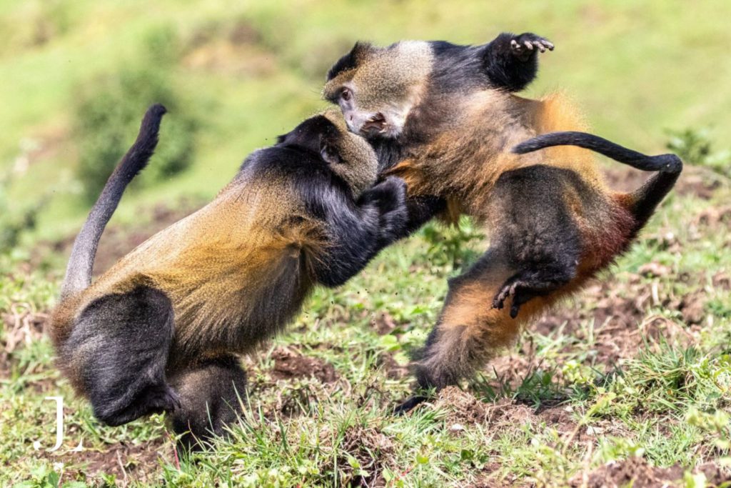 Wildlife safari photography