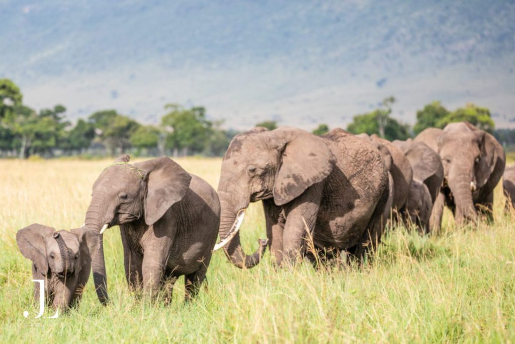 Wildlife travel photography