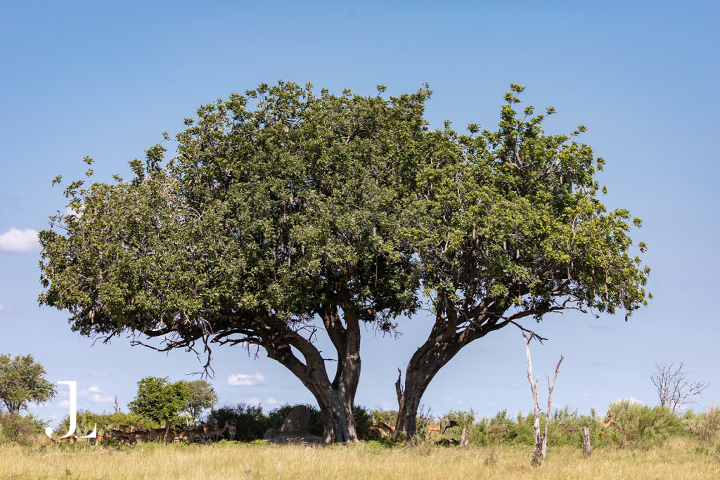 Large sausage tree shading the open grassy plains, illustrating Okavango Delta photography in Botswana.