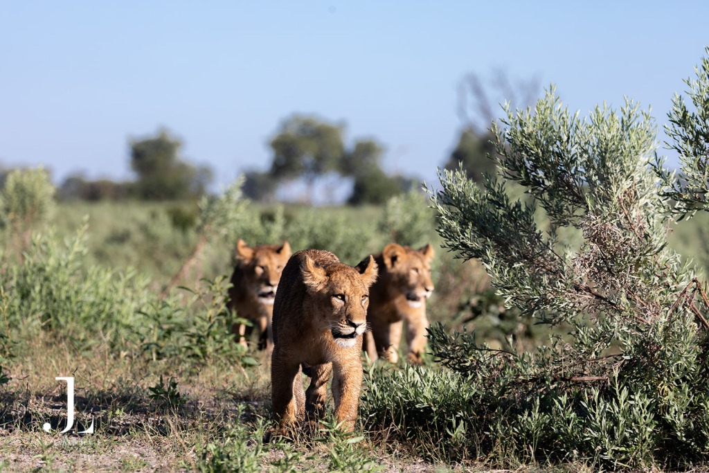 Young lion cubs walking through the grass, highlighting wild Okavango Delta photography for safari marketing.