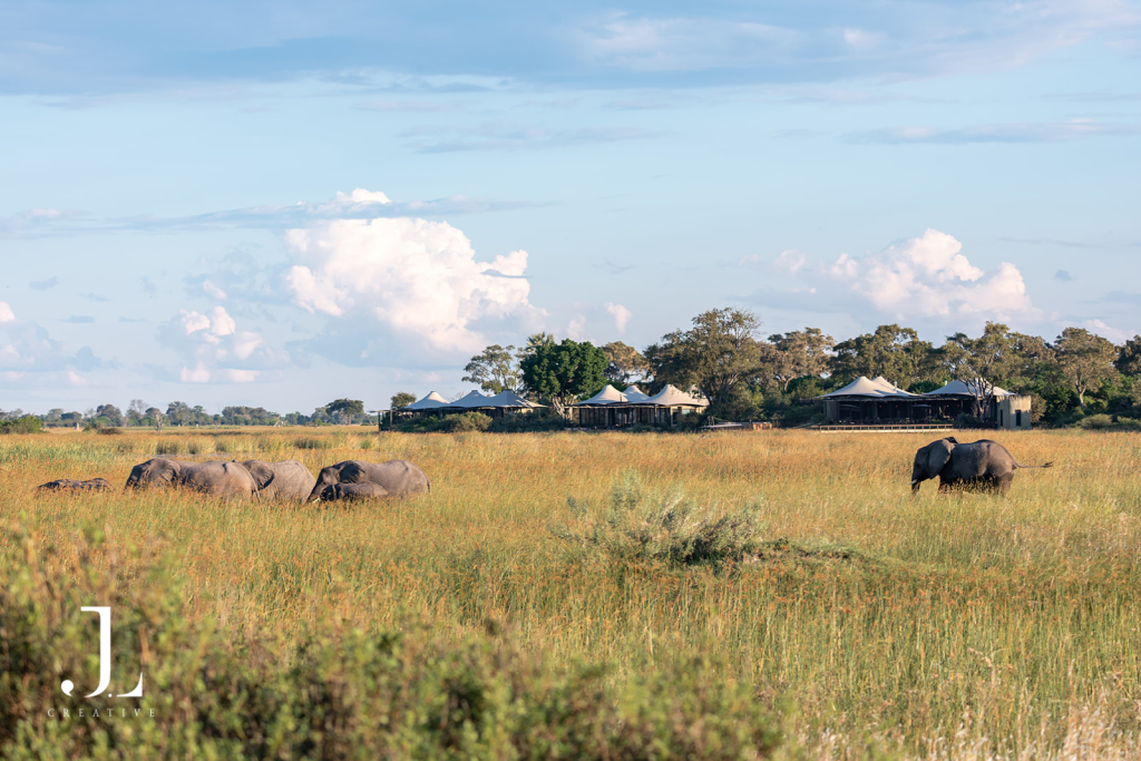 Elephants grazing near Daunara Safari Camp, showcasing authentic Okavango Delta photography in Botswana.